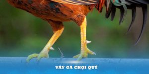 cách xem vảy gà chọi quý